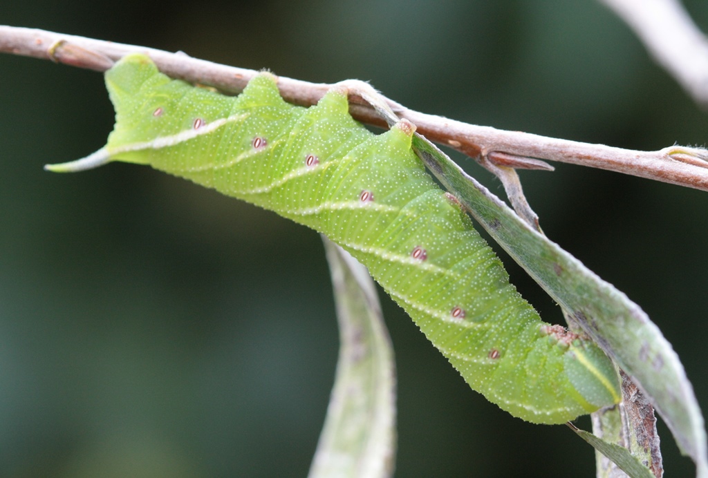 Smerinthus ocellata